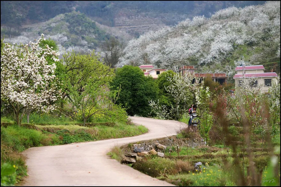 【春天,广西桂林灌阳县向您发出邀请!】我们在灌阳看梨花 - 游山玩水 - 阿克苏生活社区 - 阿克苏28生活网 aks.28life.com