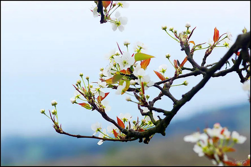【春天,广西桂林灌阳县向您发出邀请!】我们在灌阳看梨花 - 游山玩水 - 阿克苏生活社区 - 阿克苏28生活网 aks.28life.com