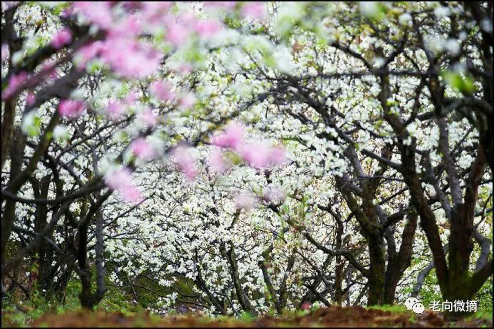 【春天,广西桂林灌阳县向您发出邀请!】我们在灌阳看梨花 - 游山玩水 - 阿克苏生活社区 - 阿克苏28生活网 aks.28life.com