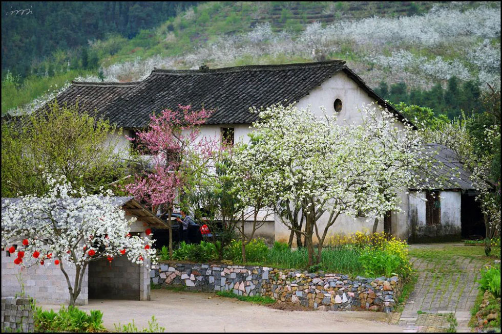 【春天,广西桂林灌阳县向您发出邀请!】我们在灌阳看梨花 - 游山玩水 - 阿克苏生活社区 - 阿克苏28生活网 aks.28life.com