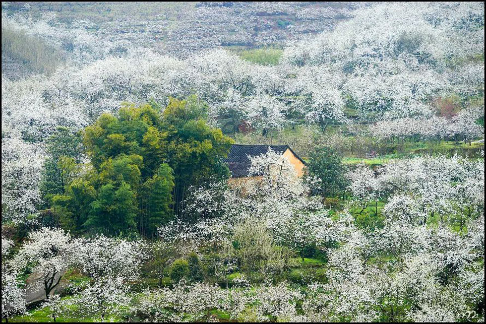 【春天,广西桂林灌阳县向您发出邀请!】我们在灌阳看梨花 - 游山玩水 - 阿克苏生活社区 - 阿克苏28生活网 aks.28life.com