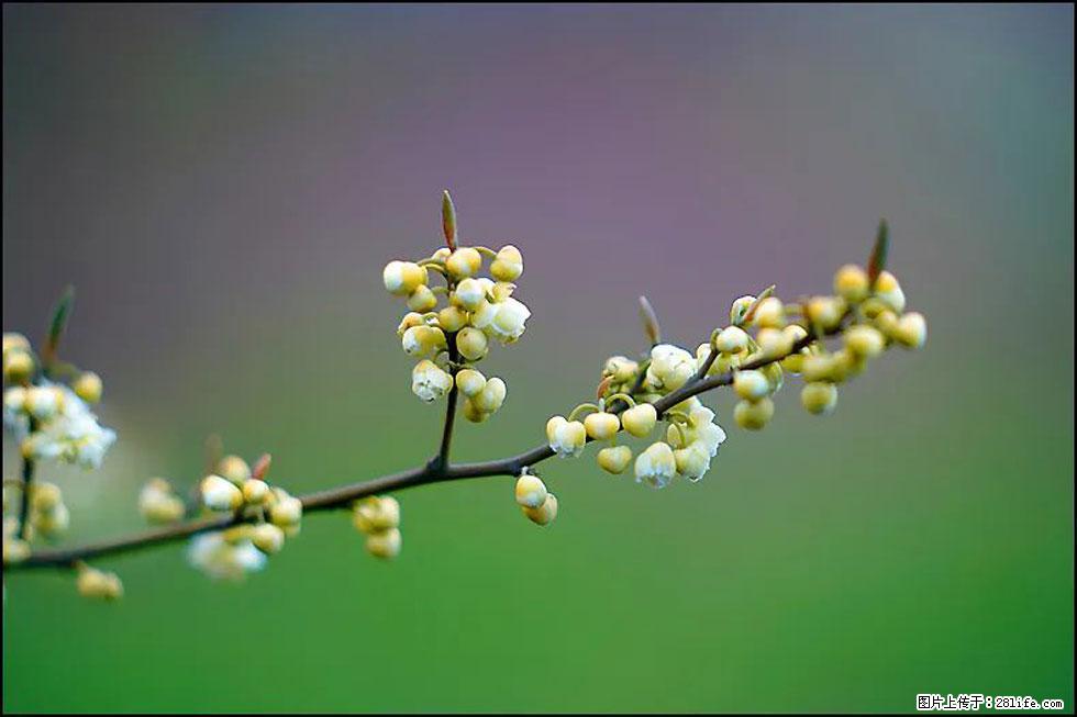 【春天，广西桂林灌阳县向您发出邀请！】米珠山前有片山苍子花在飘香 - 游山玩水 - 阿克苏生活社区 - 阿克苏28生活网 aks.28life.com