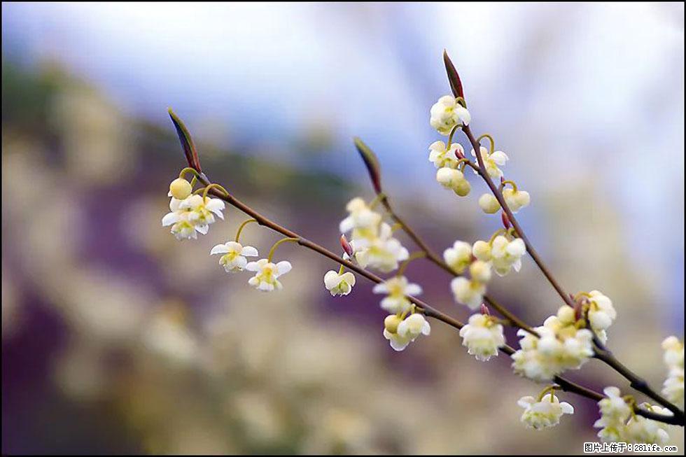 【春天，广西桂林灌阳县向您发出邀请！】米珠山前有片山苍子花在飘香 - 游山玩水 - 阿克苏生活社区 - 阿克苏28生活网 aks.28life.com