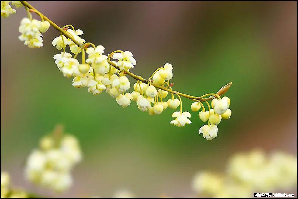 【春天，广西桂林灌阳县向您发出邀请！】米珠山前有片山苍子花在飘香 - 游山玩水 - 阿克苏生活社区 - 阿克苏28生活网 aks.28life.com