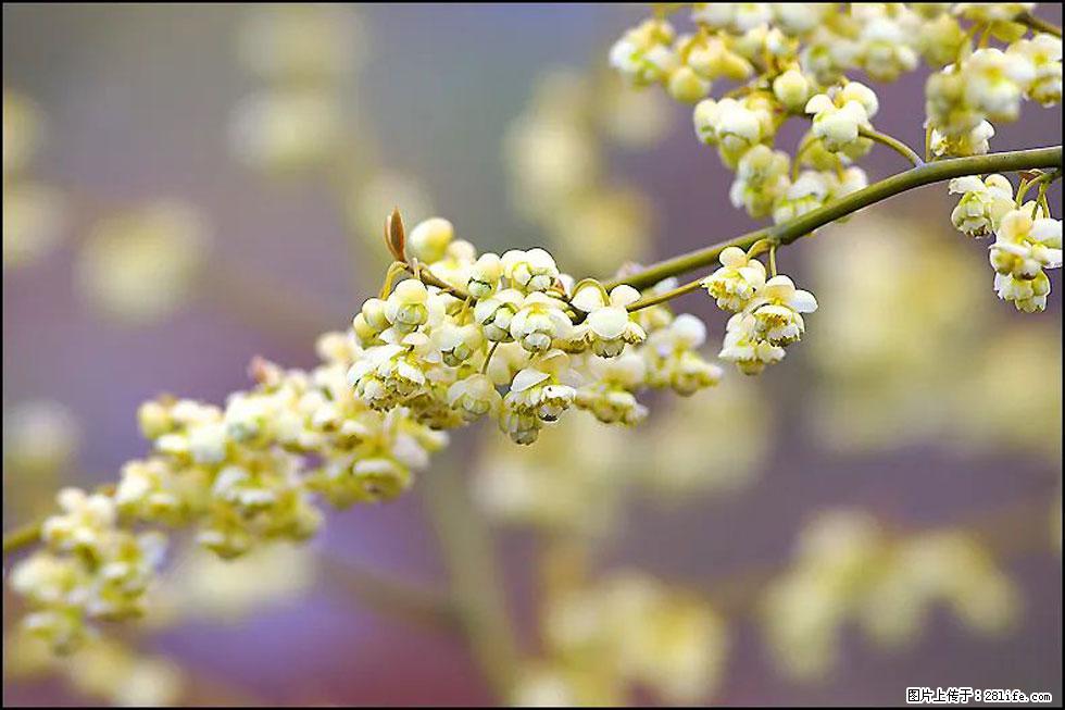 【春天，广西桂林灌阳县向您发出邀请！】米珠山前有片山苍子花在飘香 - 游山玩水 - 阿克苏生活社区 - 阿克苏28生活网 aks.28life.com