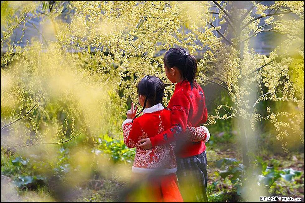 【春天，广西桂林灌阳县向您发出邀请！】米珠山前有片山苍子花在飘香 - 游山玩水 - 阿克苏生活社区 - 阿克苏28生活网 aks.28life.com