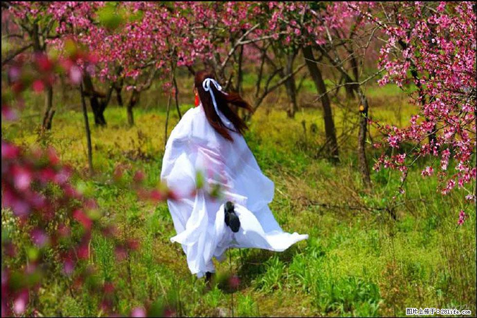 【春天，广西桂林灌阳县向您发出邀请！】官庄村有个醉美的桃花园 - 游山玩水 - 阿克苏生活社区 - 阿克苏28生活网 aks.28life.com