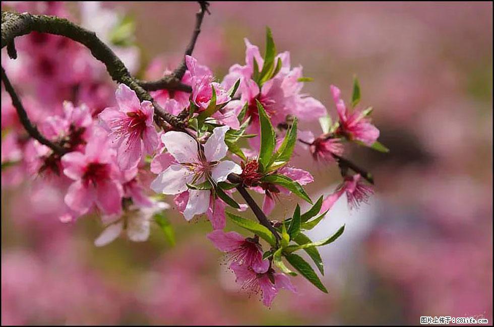 【春天，广西桂林灌阳县向您发出邀请！】官庄村有个醉美的桃花园 - 游山玩水 - 阿克苏生活社区 - 阿克苏28生活网 aks.28life.com