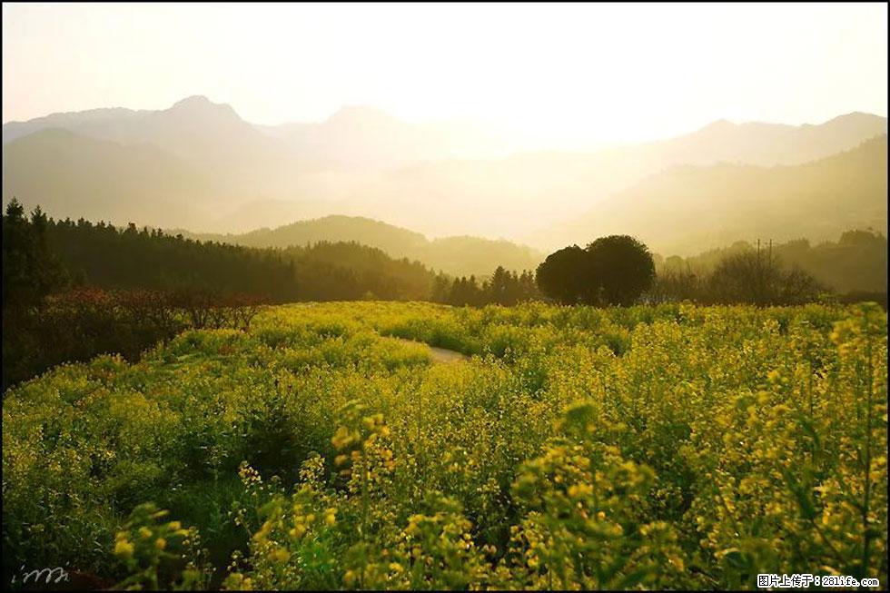 【春天,广西桂林灌阳县向您发出邀请!】长坪村油菜盛情花开 - 游山玩水 - 阿克苏生活社区 - 阿克苏28生活网 aks.28life.com