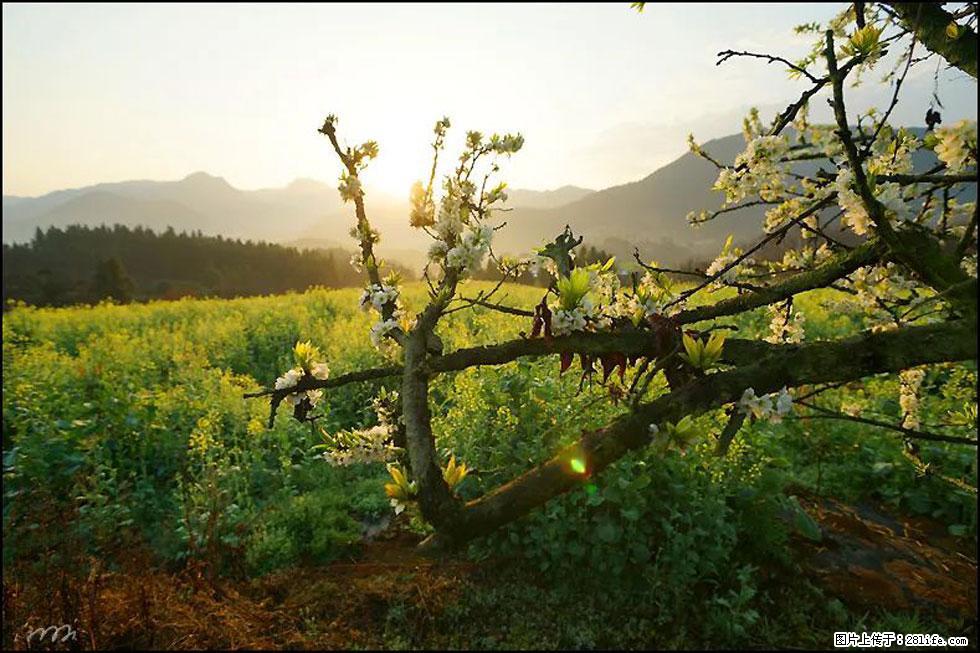 【春天,广西桂林灌阳县向您发出邀请!】长坪村油菜盛情花开 - 游山玩水 - 阿克苏生活社区 - 阿克苏28生活网 aks.28life.com