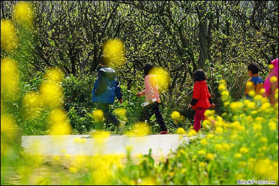 【春天,广西桂林灌阳县向您发出邀请!】长坪村油菜盛情花开 - 游山玩水 - 阿克苏生活社区 - 阿克苏28生活网 aks.28life.com
