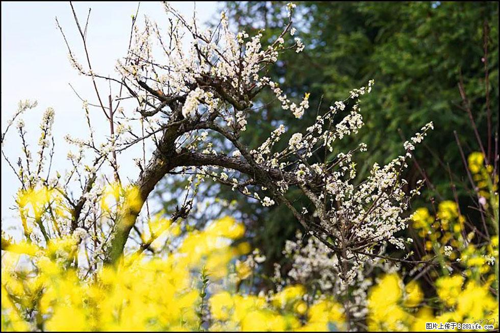 【春天,广西桂林灌阳县向您发出邀请!】长坪村油菜盛情花开 - 游山玩水 - 阿克苏生活社区 - 阿克苏28生活网 aks.28life.com