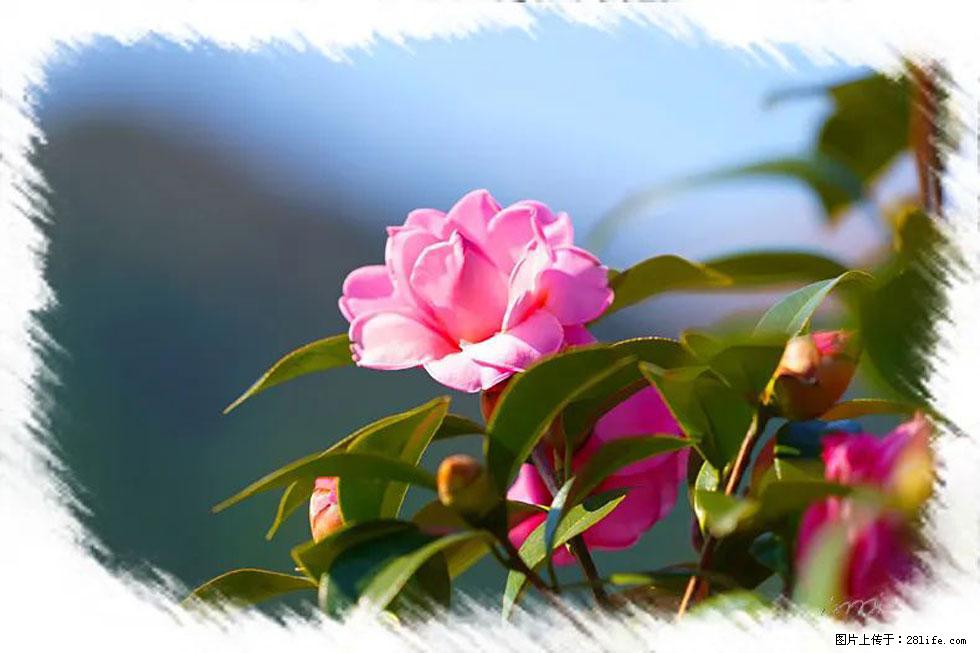 【春天,广西桂林灌阳县向您发出邀请!】杨柳井茶花惹人爱 - 游山玩水 - 阿克苏生活社区 - 阿克苏28生活网 aks.28life.com