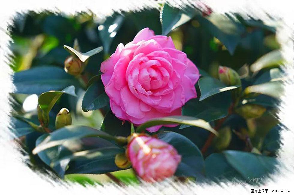 【春天,广西桂林灌阳县向您发出邀请!】杨柳井茶花惹人爱 - 游山玩水 - 阿克苏生活社区 - 阿克苏28生活网 aks.28life.com