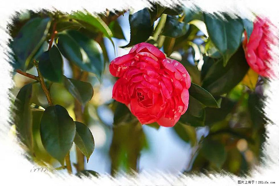 【春天,广西桂林灌阳县向您发出邀请!】杨柳井茶花惹人爱 - 游山玩水 - 阿克苏生活社区 - 阿克苏28生活网 aks.28life.com