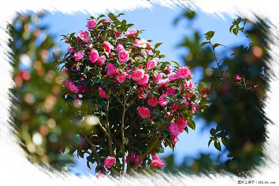 【春天,广西桂林灌阳县向您发出邀请!】杨柳井茶花惹人爱 - 游山玩水 - 阿克苏生活社区 - 阿克苏28生活网 aks.28life.com