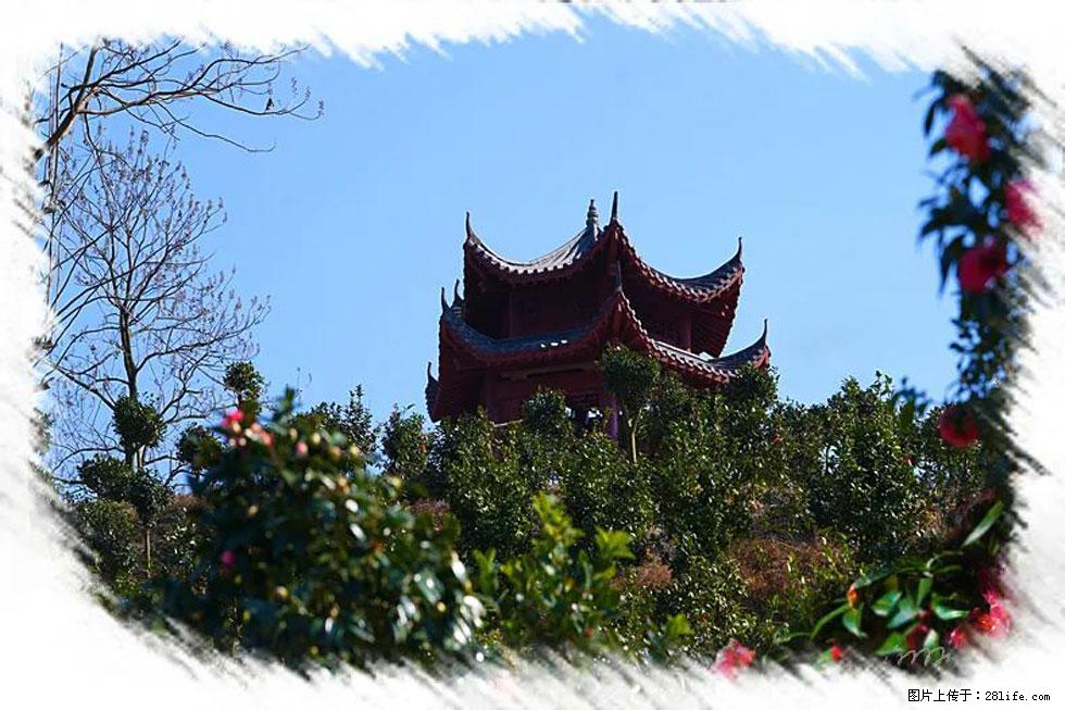 【春天,广西桂林灌阳县向您发出邀请!】杨柳井茶花惹人爱 - 游山玩水 - 阿克苏生活社区 - 阿克苏28生活网 aks.28life.com