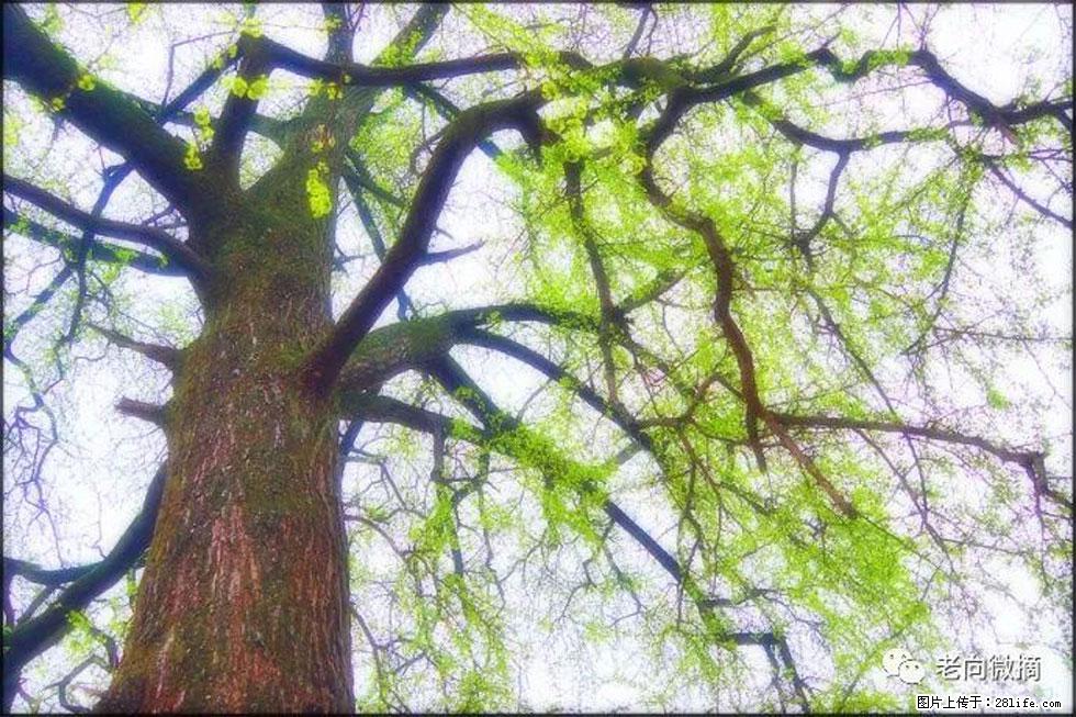 【春天，广西桂林灌阳县向您发出邀请！】在小龙村与春天约会 - 游山玩水 - 阿克苏生活社区 - 阿克苏28生活网 aks.28life.com