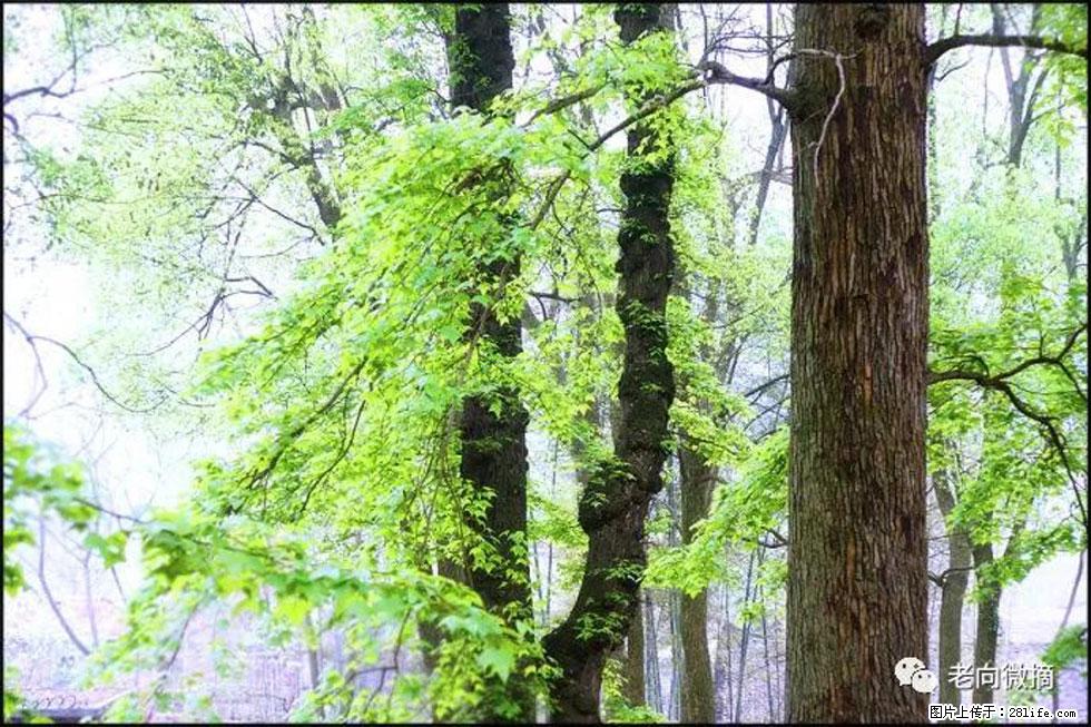 【春天，广西桂林灌阳县向您发出邀请！】在小龙村与春天约会 - 游山玩水 - 阿克苏生活社区 - 阿克苏28生活网 aks.28life.com