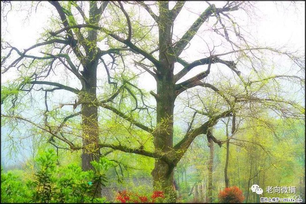 【春天，广西桂林灌阳县向您发出邀请！】在小龙村与春天约会 - 游山玩水 - 阿克苏生活社区 - 阿克苏28生活网 aks.28life.com