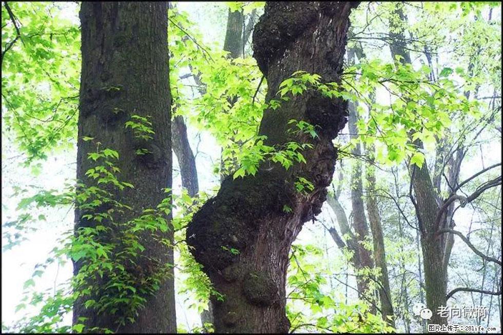 【春天，广西桂林灌阳县向您发出邀请！】在小龙村与春天约会 - 游山玩水 - 阿克苏生活社区 - 阿克苏28生活网 aks.28life.com