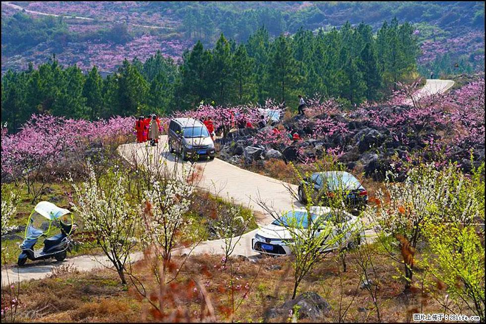 【春天，广西桂林灌阳县向您发出邀请！】望月岭上桃花开 - 游山玩水 - 阿克苏生活社区 - 阿克苏28生活网 aks.28life.com