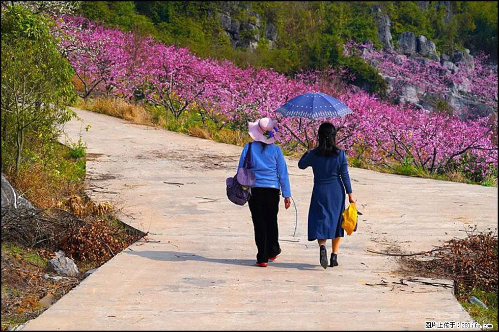 【春天，广西桂林灌阳县向您发出邀请！】望月岭上桃花开 - 游山玩水 - 阿克苏生活社区 - 阿克苏28生活网 aks.28life.com