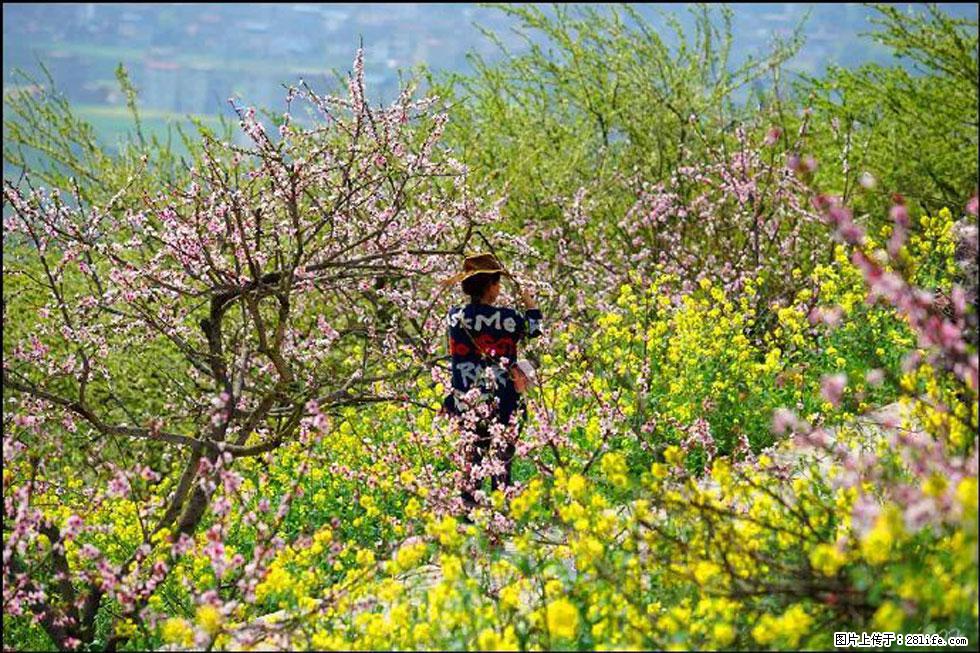【春天，广西桂林灌阳县向您发出邀请！】望月岭上桃花开 - 游山玩水 - 阿克苏生活社区 - 阿克苏28生活网 aks.28life.com