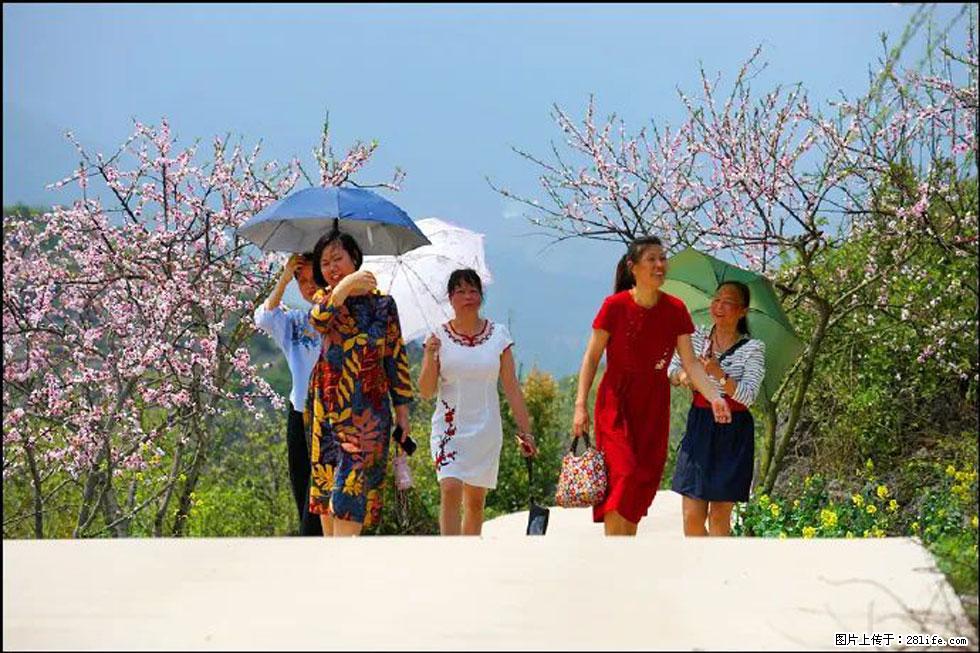 【春天，广西桂林灌阳县向您发出邀请！】望月岭上桃花开 - 游山玩水 - 阿克苏生活社区 - 阿克苏28生活网 aks.28life.com
