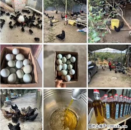 油茶园从小鸡仔开始养起的纯土鸡、土鸡蛋可以预定啦!还有前几天刚榨的纯山茶油哦 - 美食天地 - 阿克苏生活社区 - 阿克苏28生活网 aks.28life.com