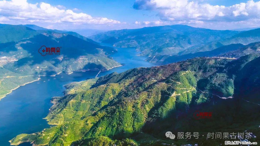 时间果百年古树龙珠普洱生茶 - 购物交流 - 阿克苏生活社区 - 阿克苏28生活网 aks.28life.com