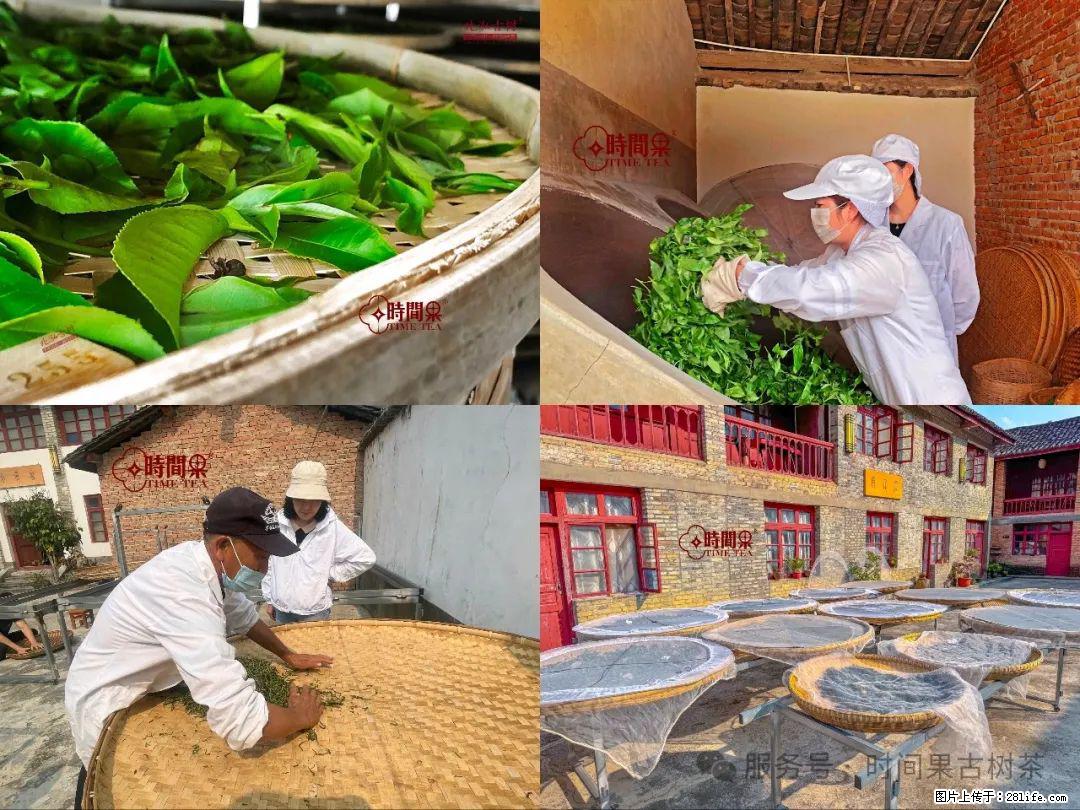 时间果百年古树龙珠普洱生茶 - 购物交流 - 阿克苏生活社区 - 阿克苏28生活网 aks.28life.com