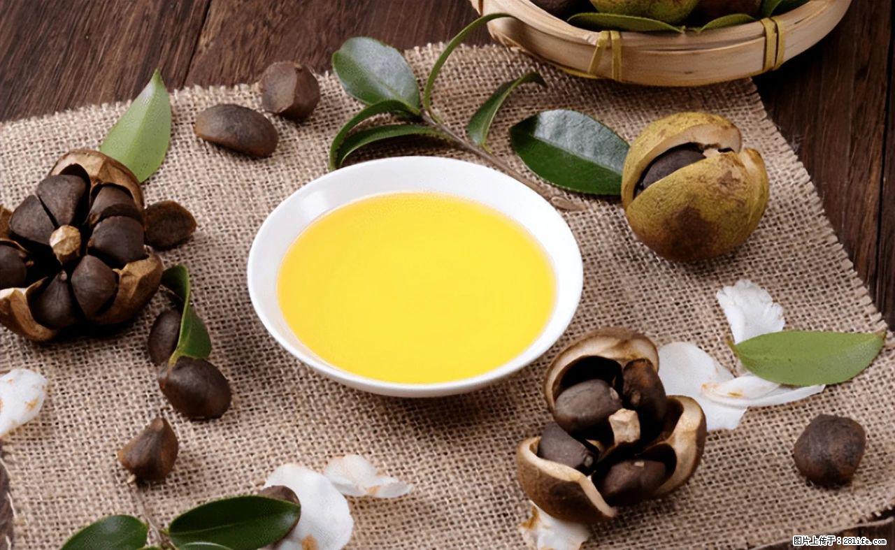 揭秘茶油的5大核心营养成分!被称为人体健康的“守护盾”! - 阿克苏生活资讯 - 阿克苏28生活网 aks.28life.com