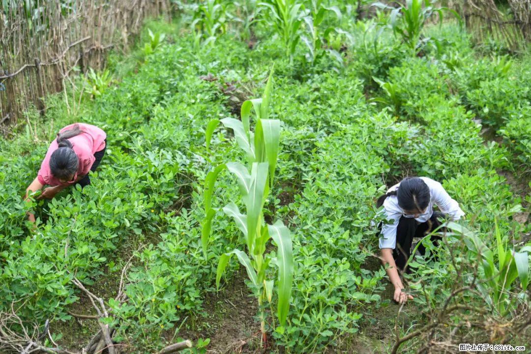 全网追的“扁担女孩”，找了一份暑假工，时薪12元 - 阿克苏生活资讯 - 阿克苏28生活网 aks.28life.com
