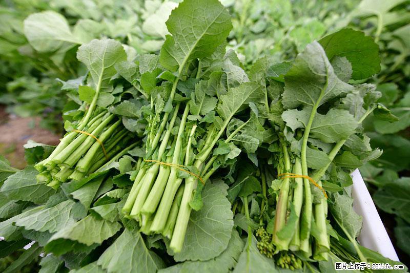 这些蔬菜是“天然钙片”，这6种被医生重点推荐 - 阿克苏生活资讯 - 阿克苏28生活网 aks.28life.com